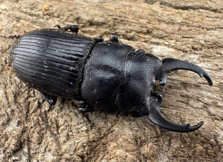 【WD】《インプレッシコリスネブト亜種patprici 27mm ペア》