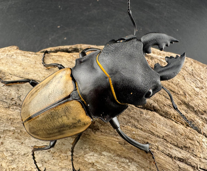 【WD】《カステルナウディツヤ 75.5mm ペア》