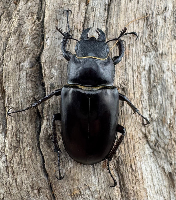 【WD】《プロメテウスミヤマクワガタ 32mm A’品ペア》