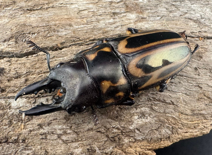 【WD】《ゼブラノコギリクワガタ原名亜種 33.5mm ペア》