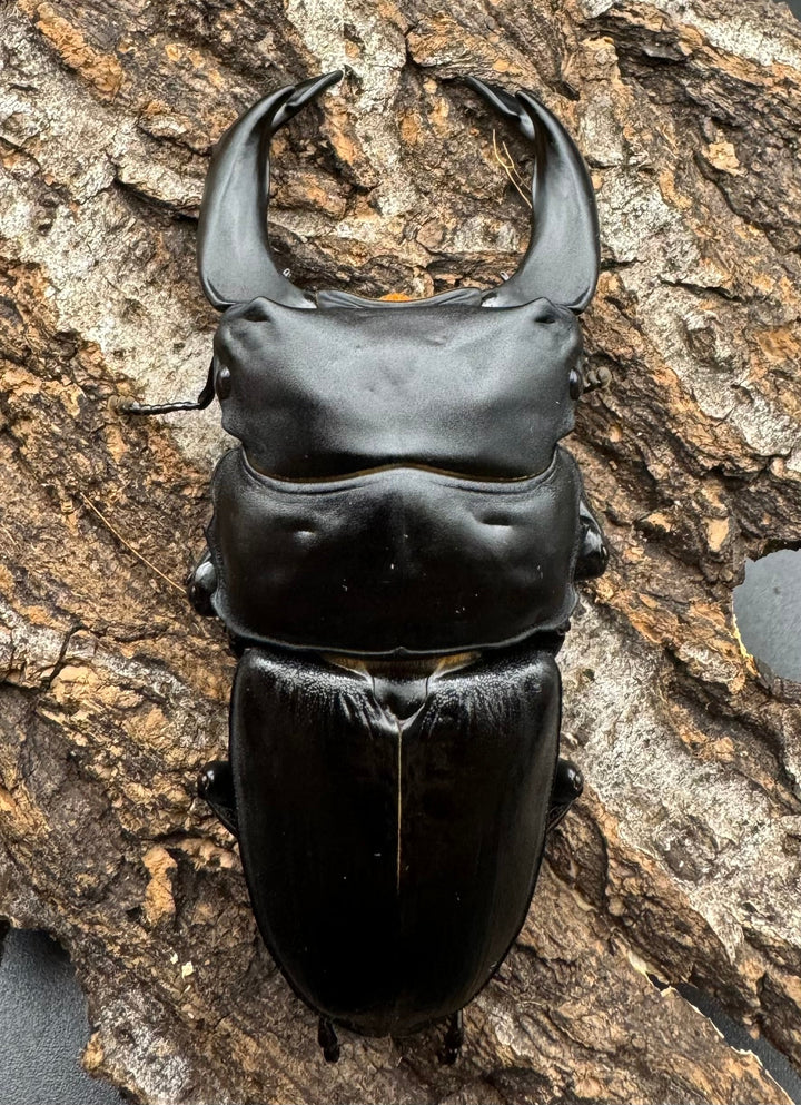 《ホペイオオクワ G 74mm ペア》