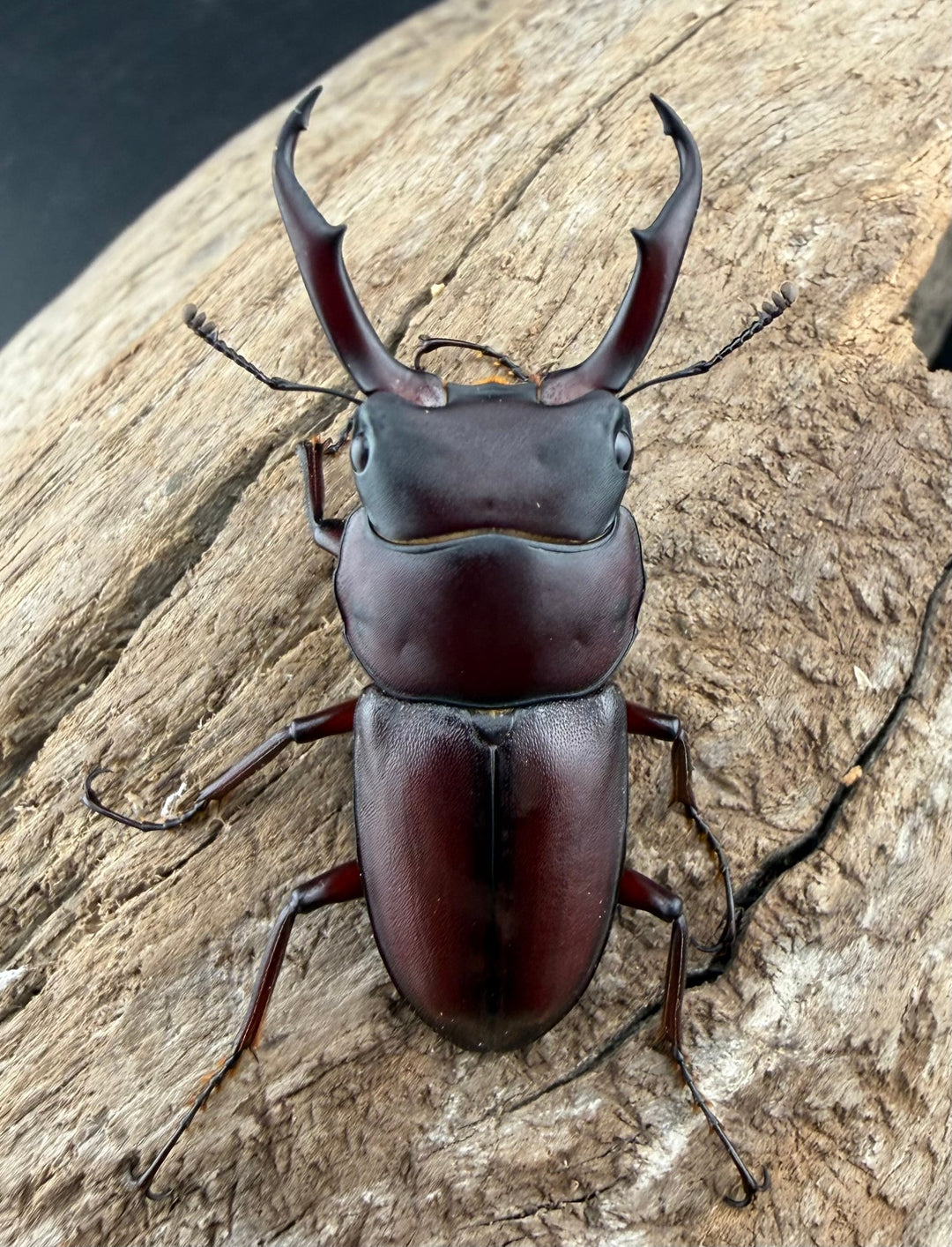 《ミシマコクワガタ 硫黄島産 43.5mm ♂♀♀トリオ》