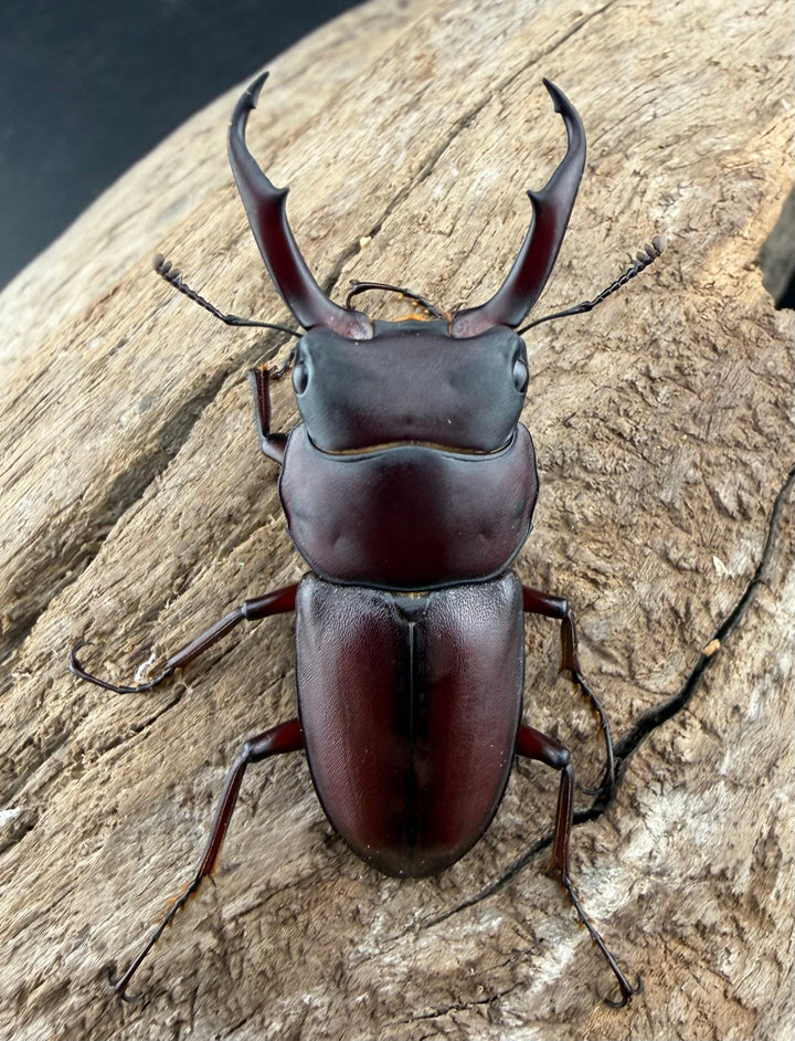 《ミシマコクワガタ 硫黄島産 43.5mm ♂♀♀トリオ》