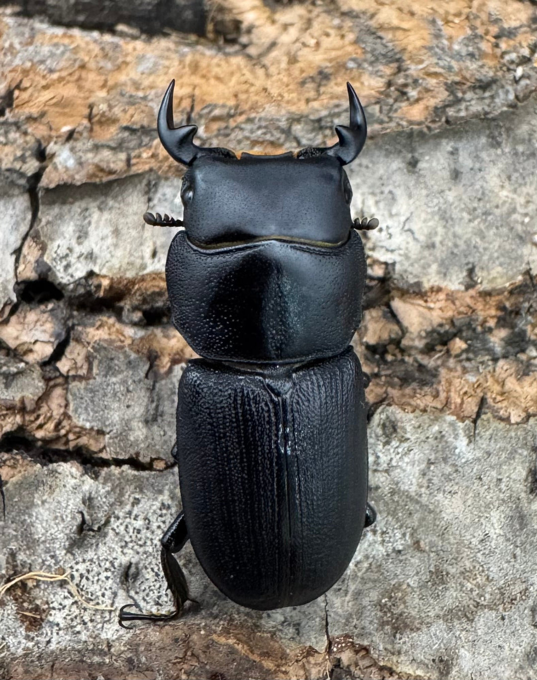 【WD】《ドルクス zhouchaoi（メンシウス ssp.） 27mm ペア》