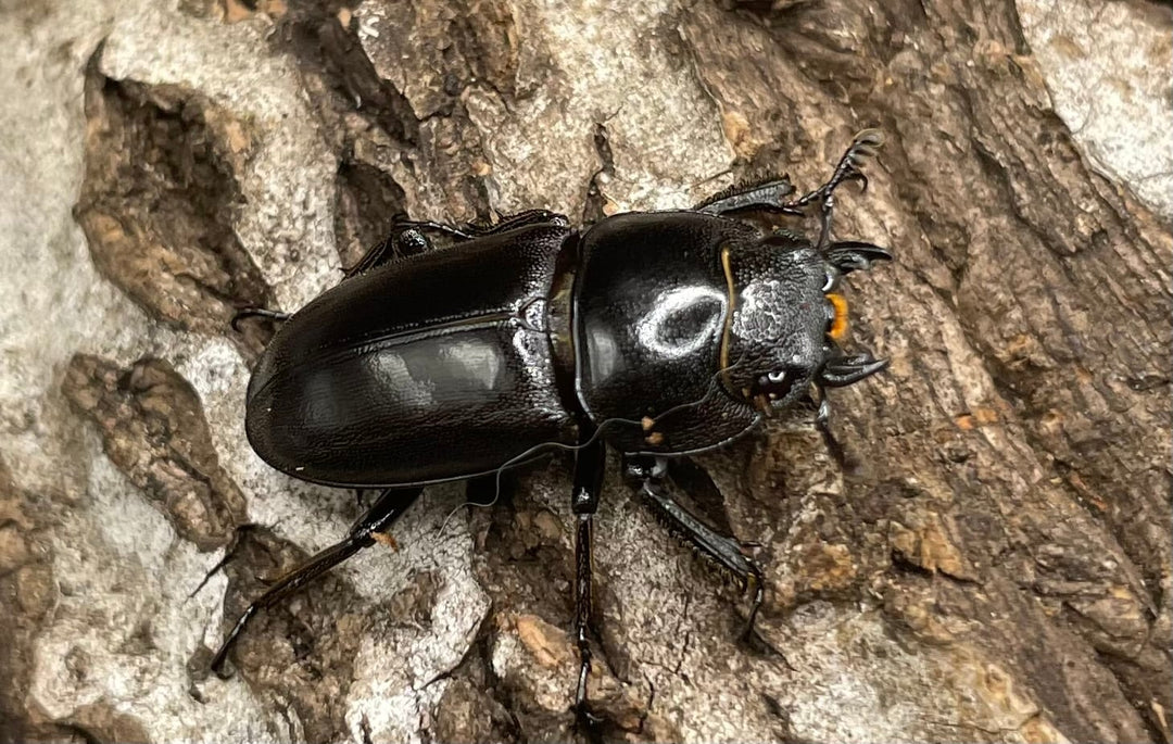 【WD】《グラキリスノコギリヒラタクワガタ 34.5mm ペア》