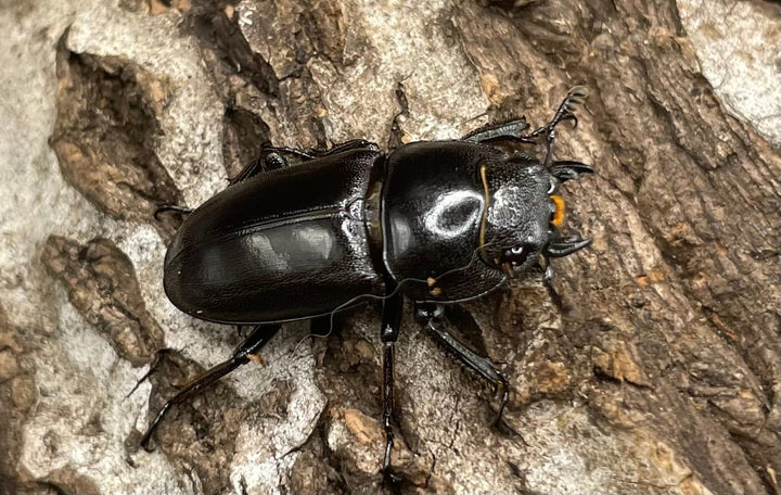 【WD】《グラキリスノコギリヒラタクワガタ 34.5mm ペア》