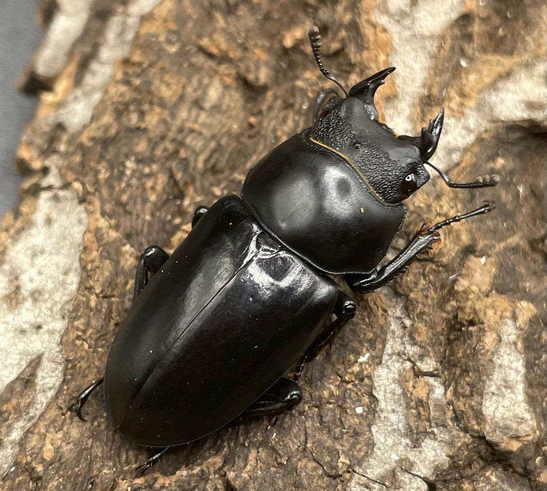 【WD】チベット産《 ネパレンシスssp. 37mm ♀単》