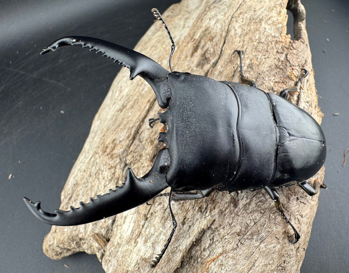 【WD】《パラワンオオヒラタ 98mm ペア》