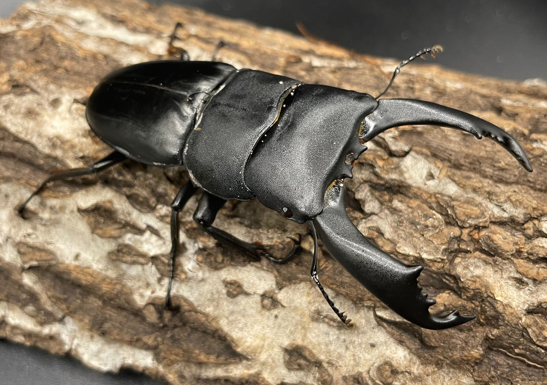 【WD】大型《ネバービスカヤヒラタ（カヤパヒラタ） 85mm ペア》