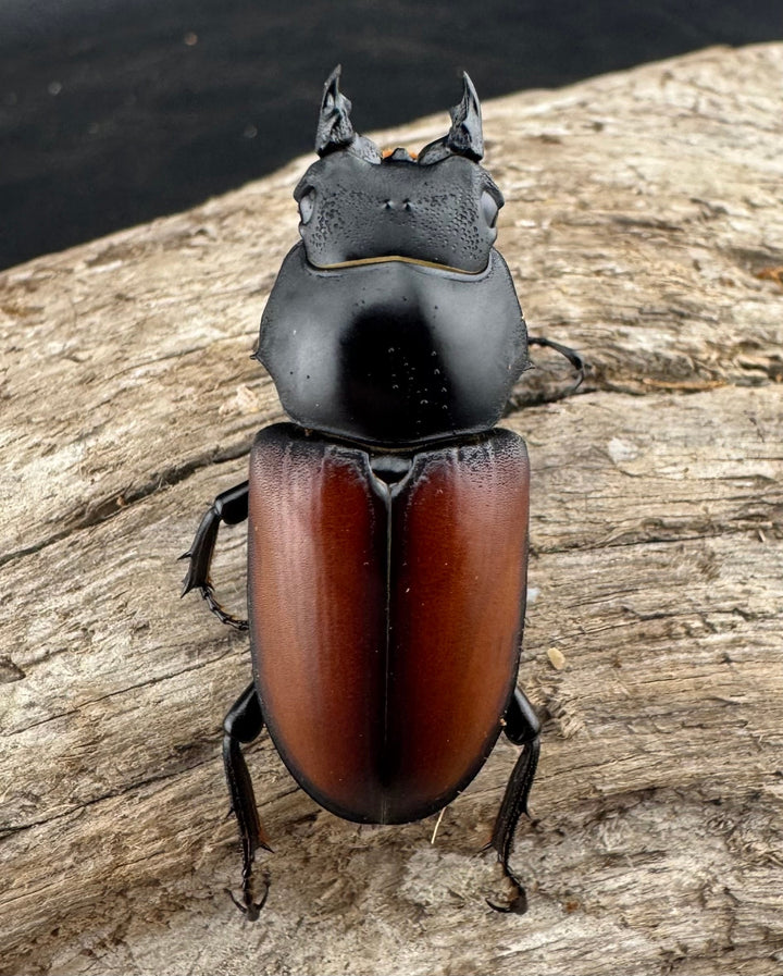 【WD】《マクレイコクワ チベット産 64mm ペア》