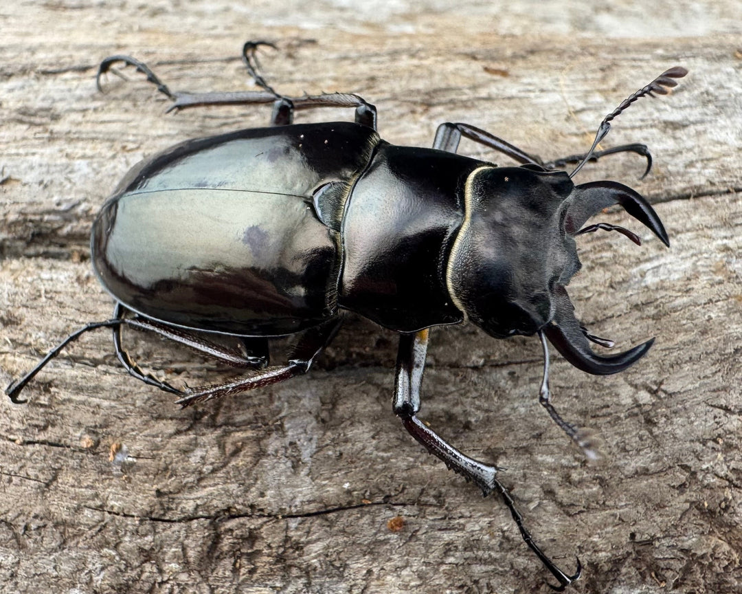 【WD】《プロメテウスミヤマクワガタ 34mm ペア》