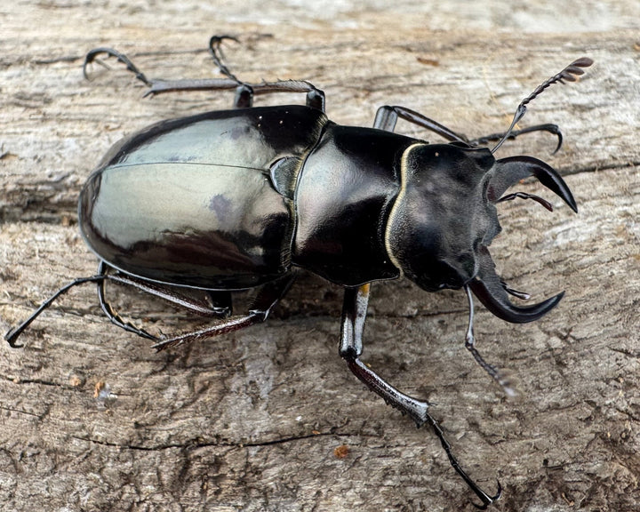 【WD】《プロメテウスミヤマクワガタ 34mm ペア》