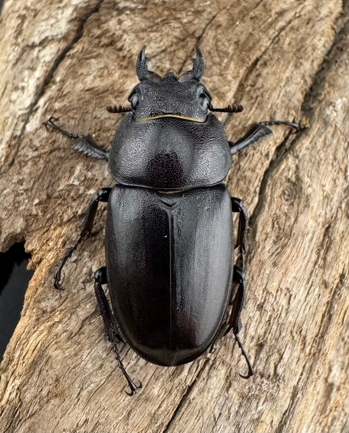 【WD】《ノコギリクワガタ 壱岐産 67mm ペア》