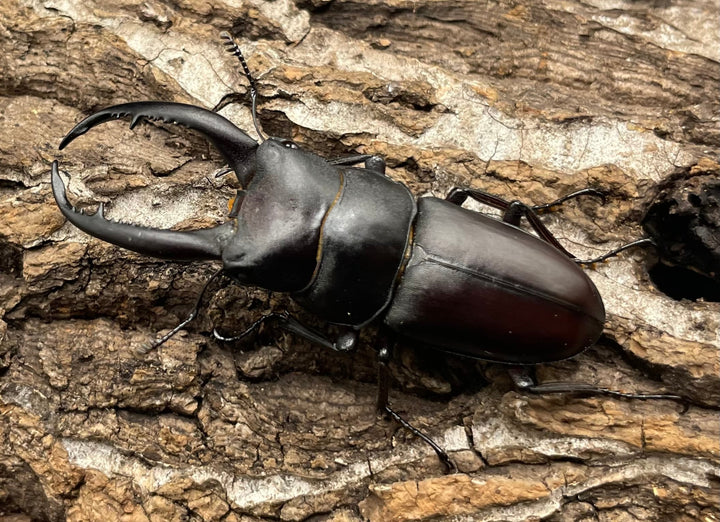 【WD】《グラキリスノコギリヒラタクワガタ 52mm ペア》