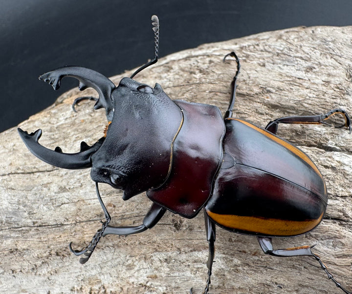 【WD】《スチーブンスツヤ亜種duivenbodei 中歯 65mm ペア》