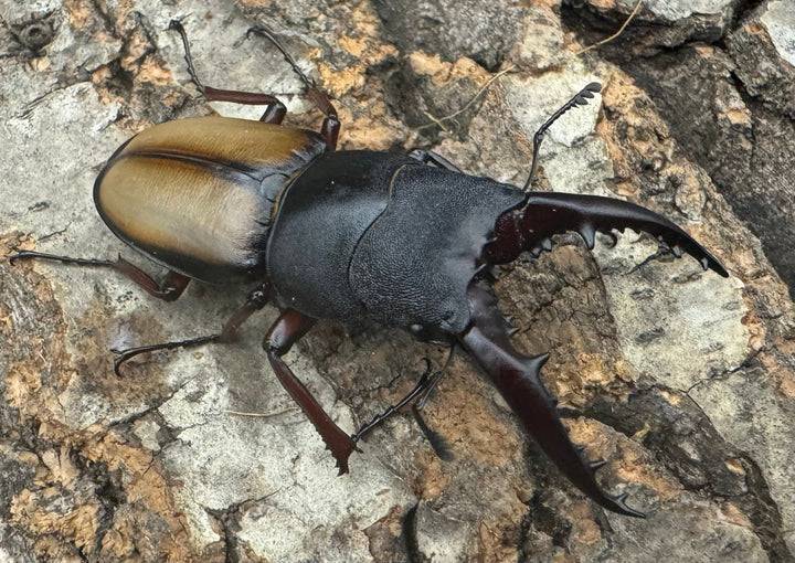 【WF4】《ウムハンギノコギリ 55.5mm ペア》