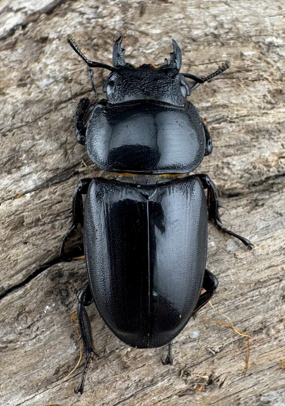 【WD】《ウンナンヒラタ(内歯消滅タイプ) 貴州省産 69.5mm ペア》