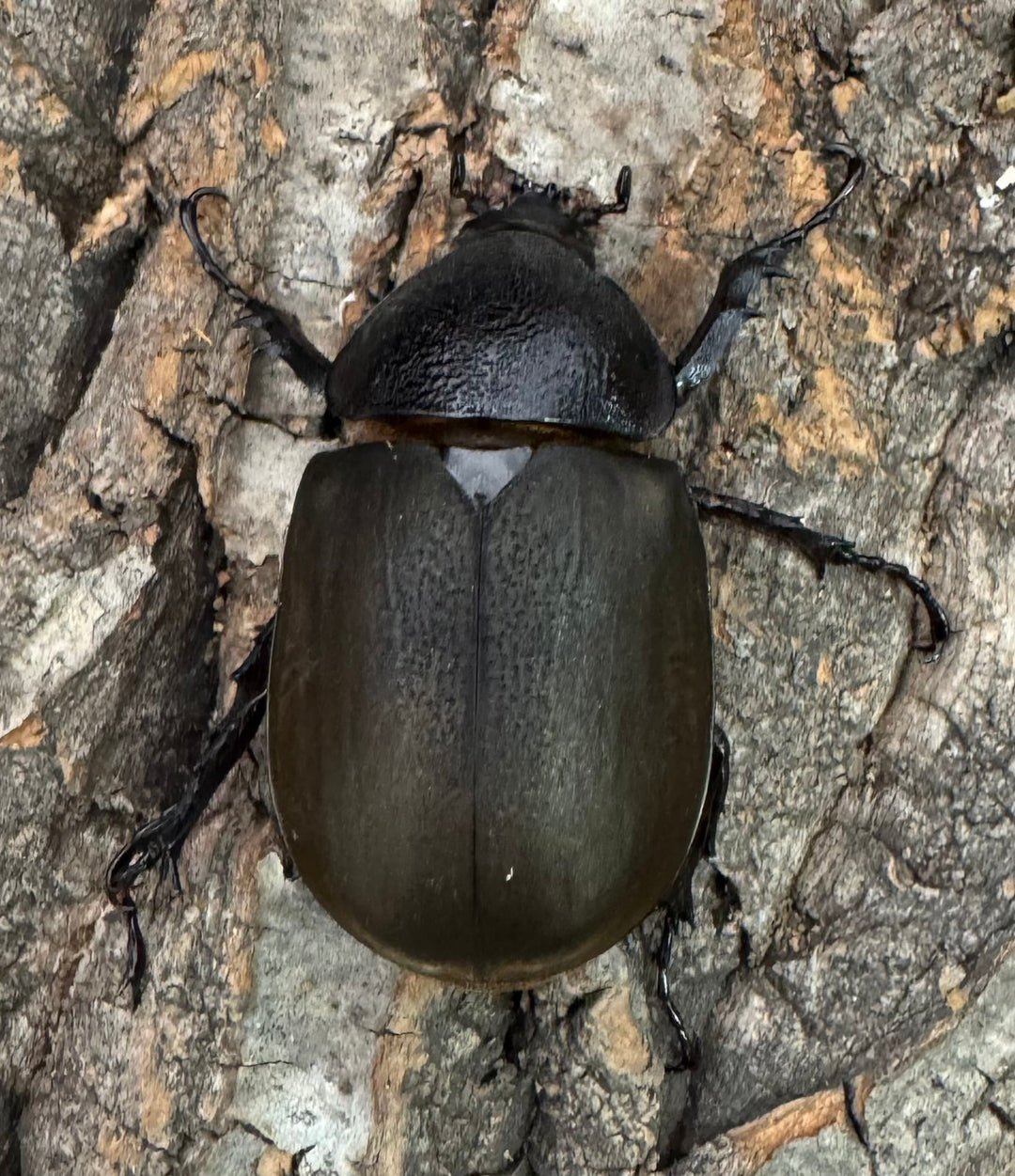 【WD】《ジャワコーカサスオオカブト 101mm ペア》