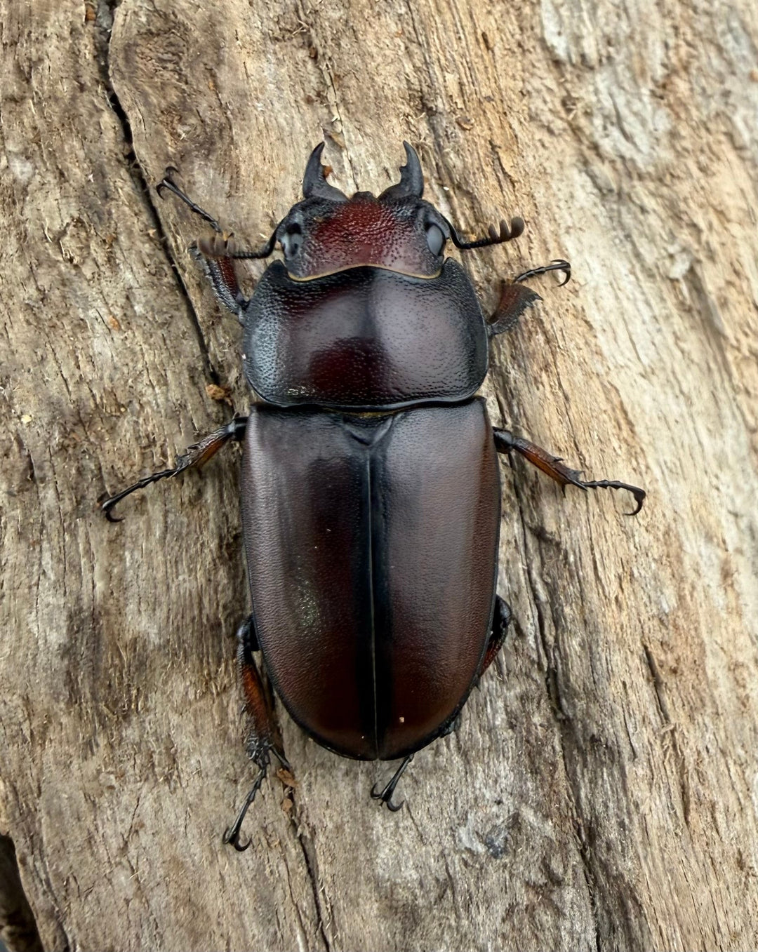 【WD】《アスタコイデスノコギリ ベンクール産 65mm ペア》