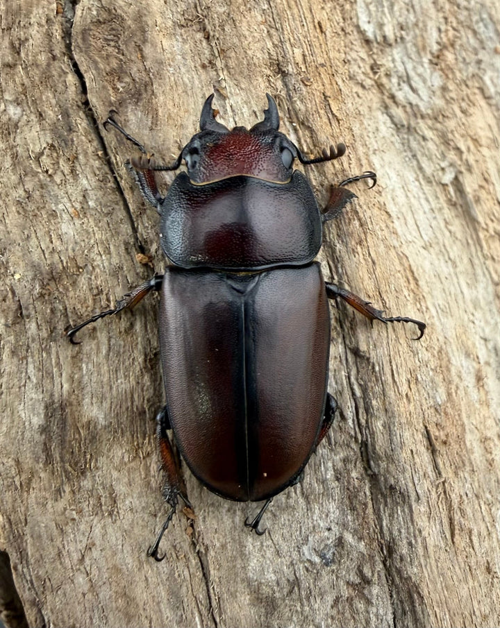 【WD】《アスタコイデスノコギリ ベンクール産 65mm ペア》