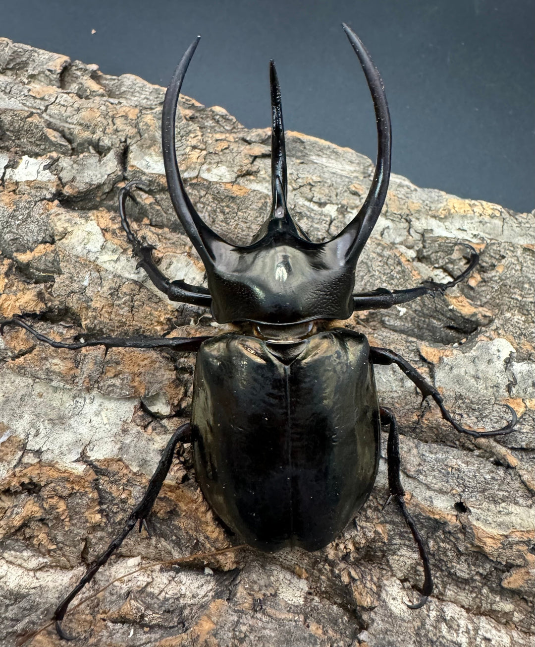 【WD】《ミンダナオアトラスオオカブト 88mm ペア》