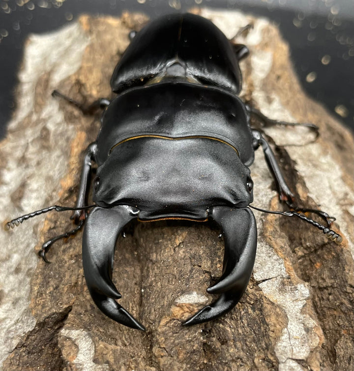 《ホペイオオクワガタ G70血統 76mm ペア》