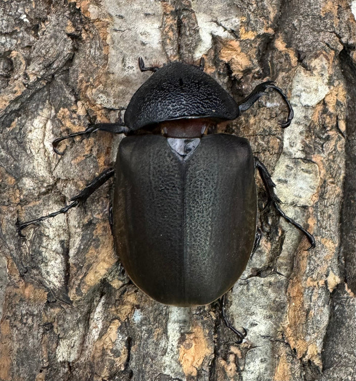 【WD】《ジャワコーカサスオオカブト 113mm A'品ペア》