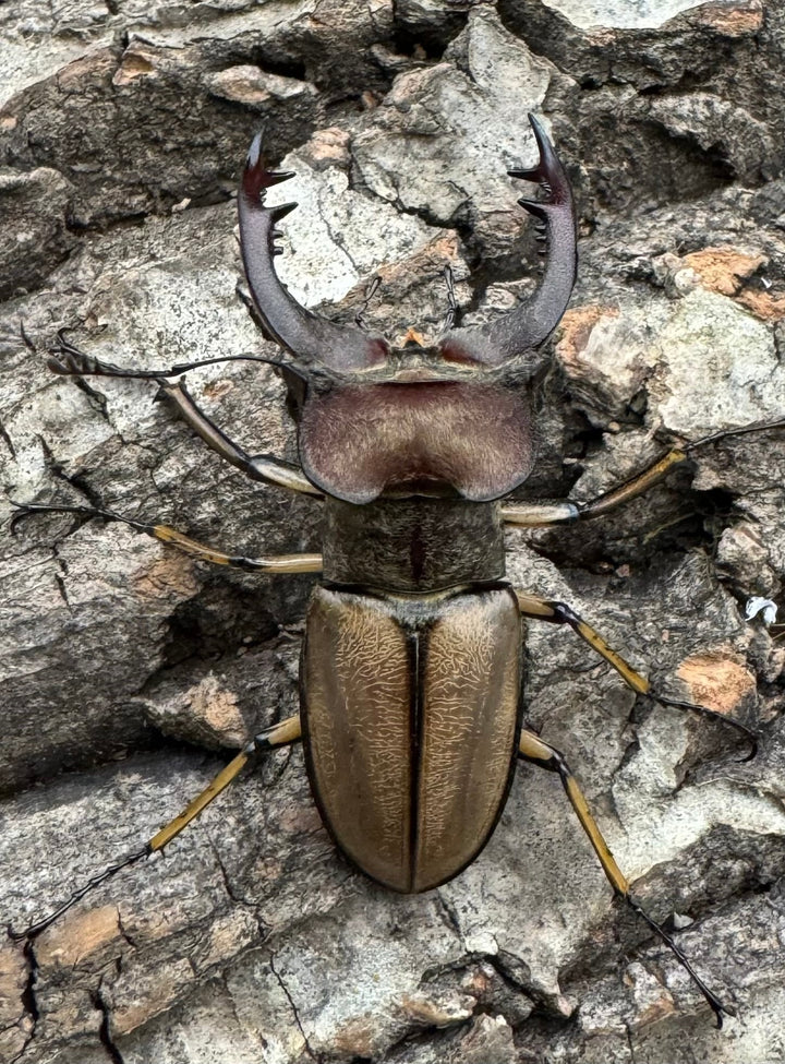 【WD】《デラバイミヤマ 46mm ペア》