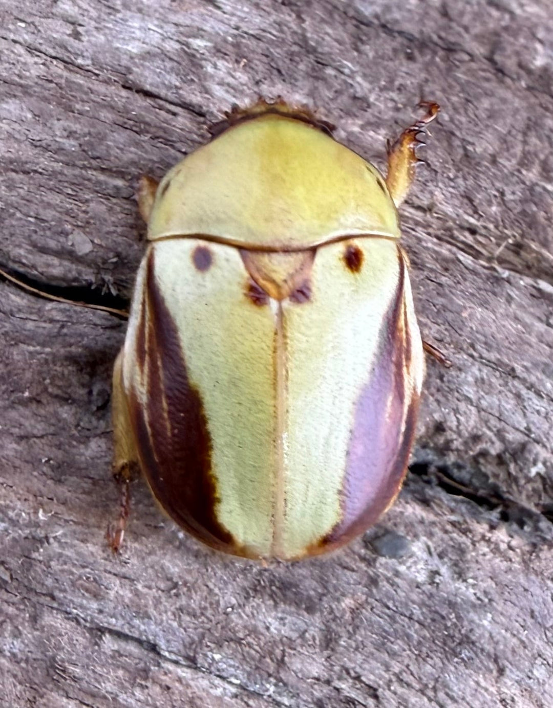 《カツラクワガタコガネ 20mm ♂♀♀トリオ》