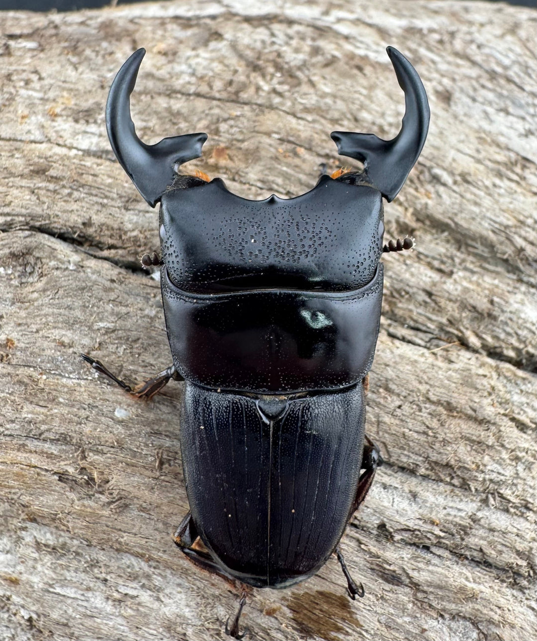 【WD】《プンクティペンニスネブト 40.5mm ペア》