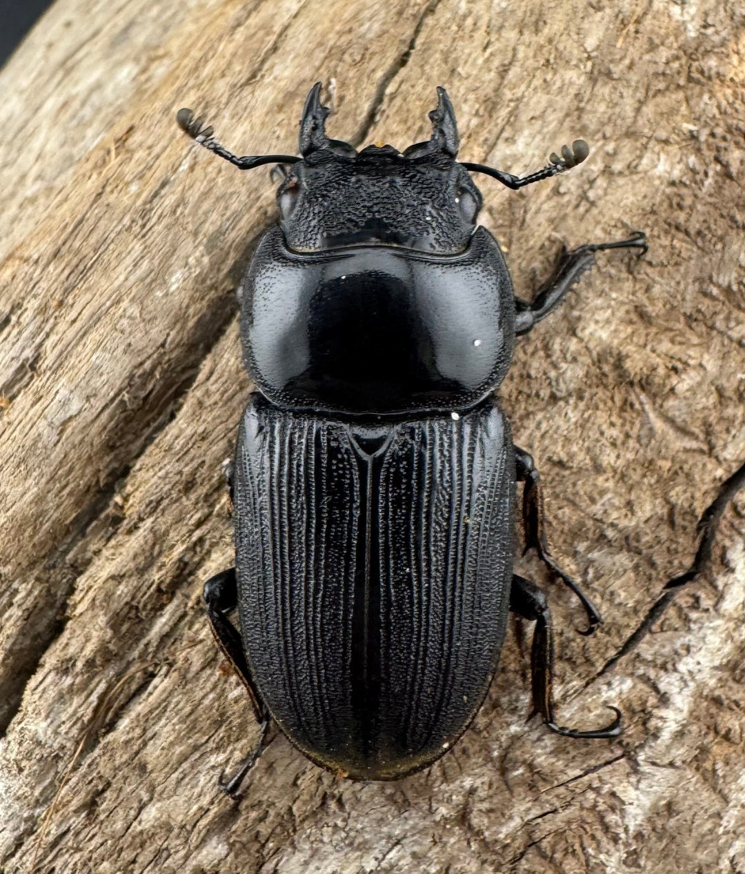 【WD】《ミンダナオパリーオオクワ キダパワン産 70.5mm ペア》