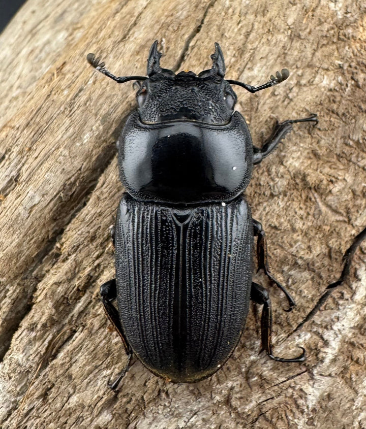 【WD】《ミンダナオパリーオオクワ キダパワン産 70.5mm ペア》