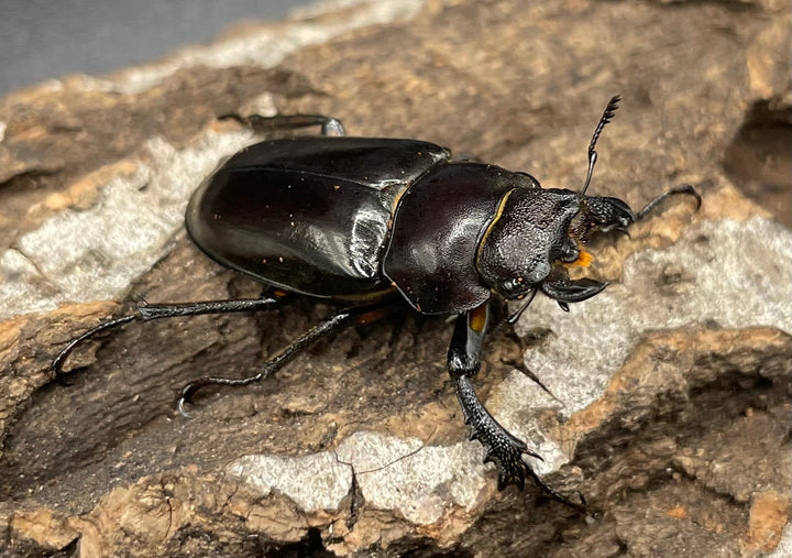 【WD】2018新種記載《ジュシャンミヤマ 60mm ペア A’品》