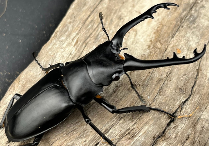 【WD】《 ギラファノコギリ亜種ボロブドゥール 87mm ペア》