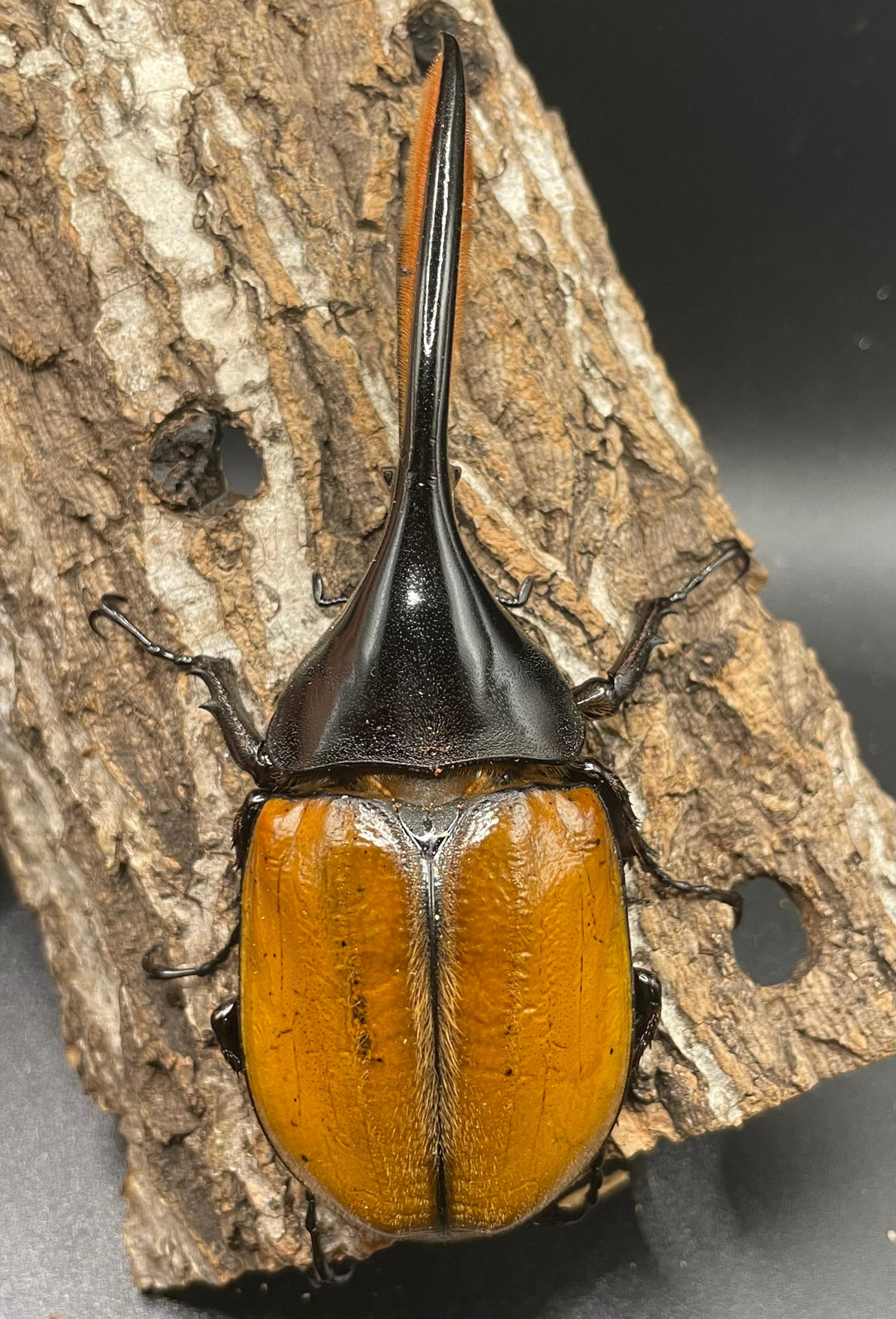 即ブリ《ヘラクレス・エクアトリアヌス 煌血統 125mm ペア》