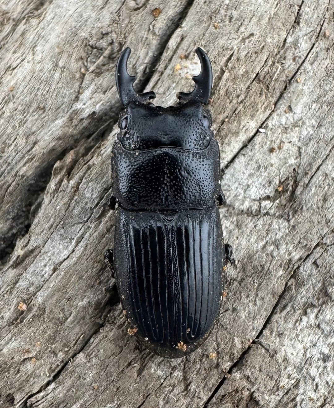 【WD】《フィリピンネブト原名亜種 Free ペア》