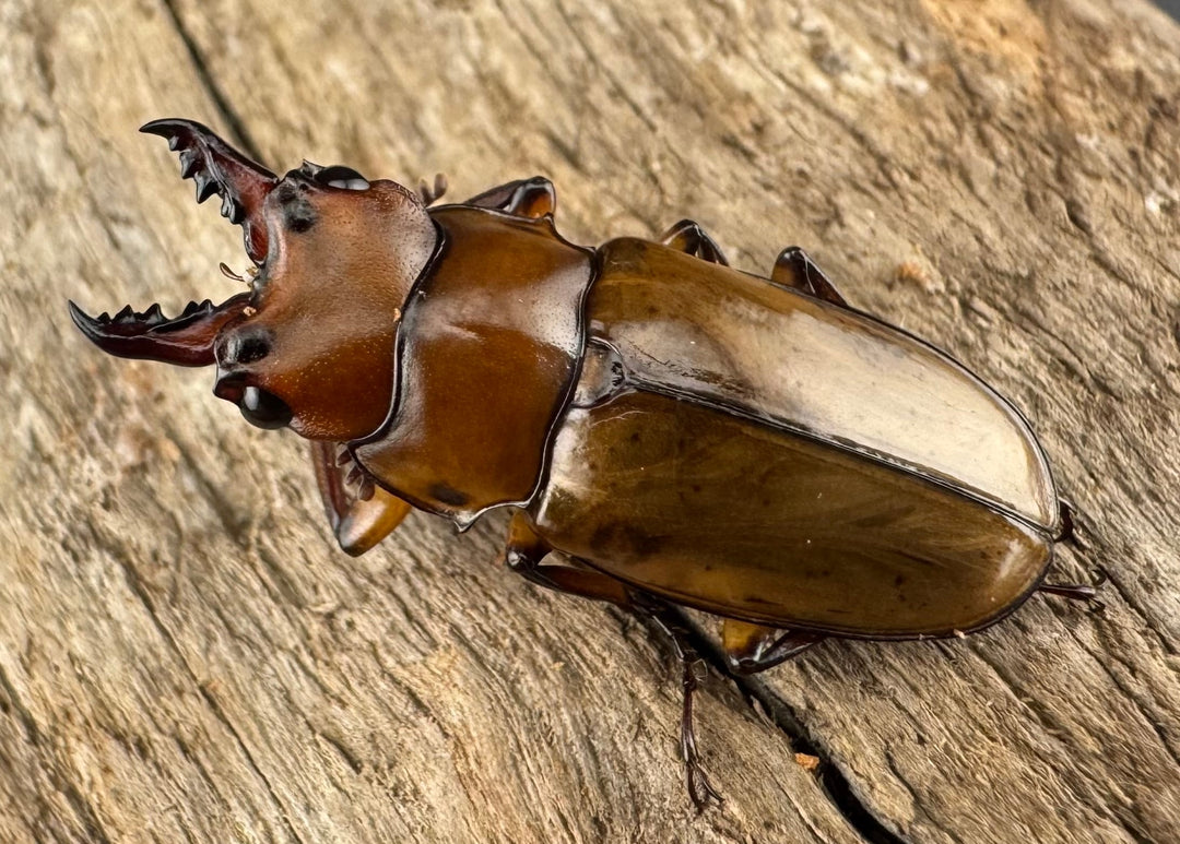 【WD】《カスタネウスオニクワガタ 23mm ♂♀♀トリオ》