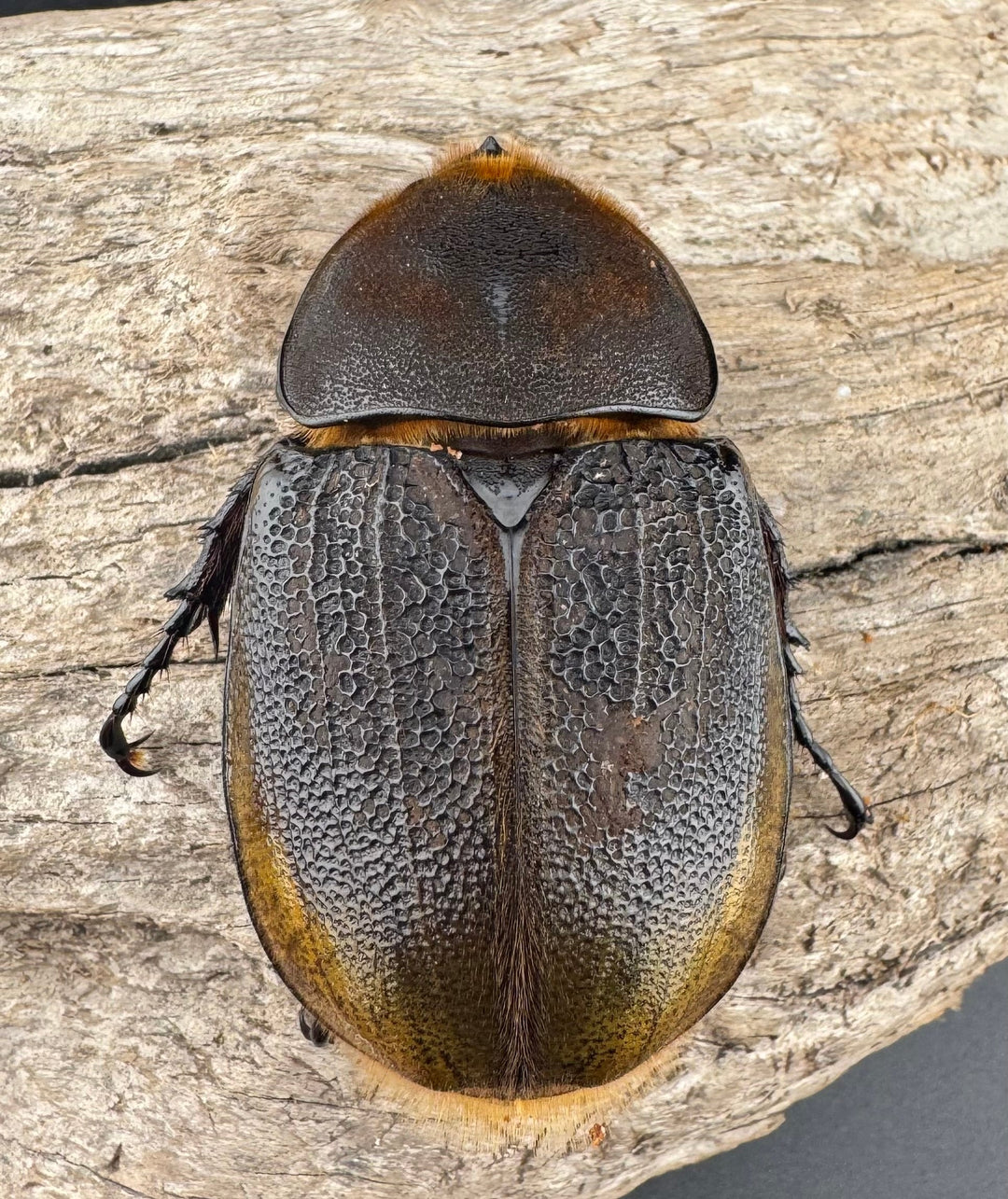 《 ヘラクレス・モリシマイ 煌血統アウトライン 64mm ♀単》inohiro109氏ブリード個体