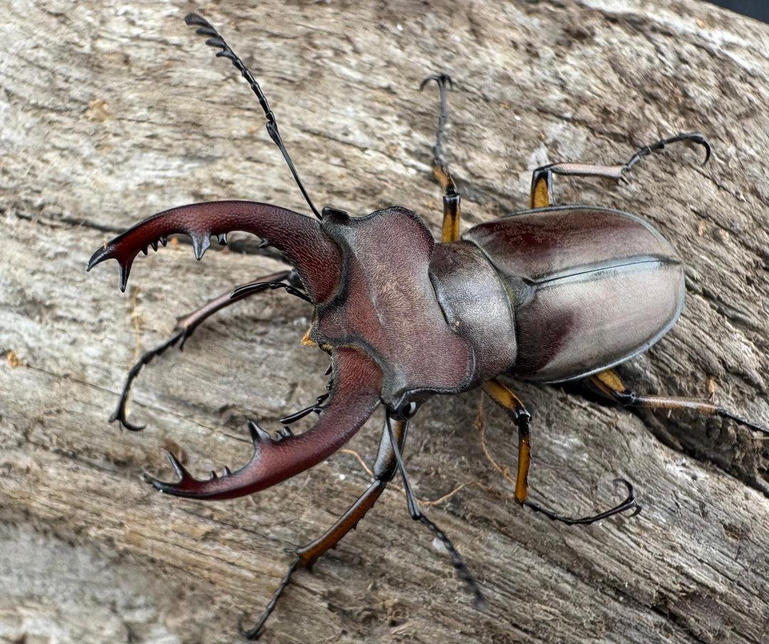 【WD】《ウーイーミヤマクワガタ 35mm♂♀♀トリオ》