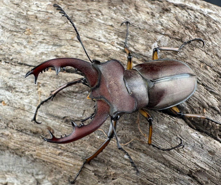 【WD】《ウーイーミヤマクワガタ 35mm♂♀♀トリオ》