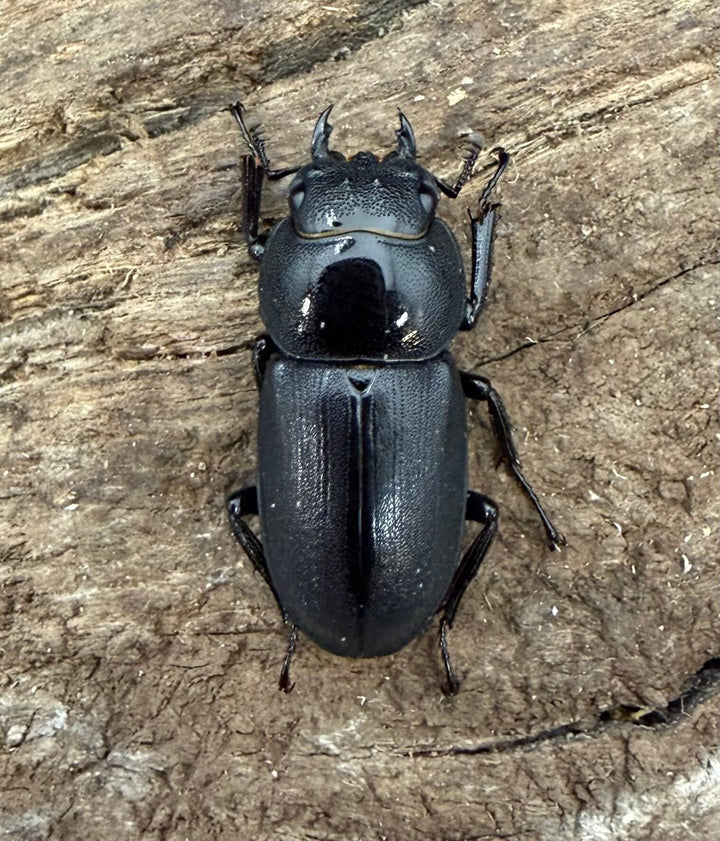 【F0】《コクワガタ 対馬産 35mm ♂♀♀トリオ》