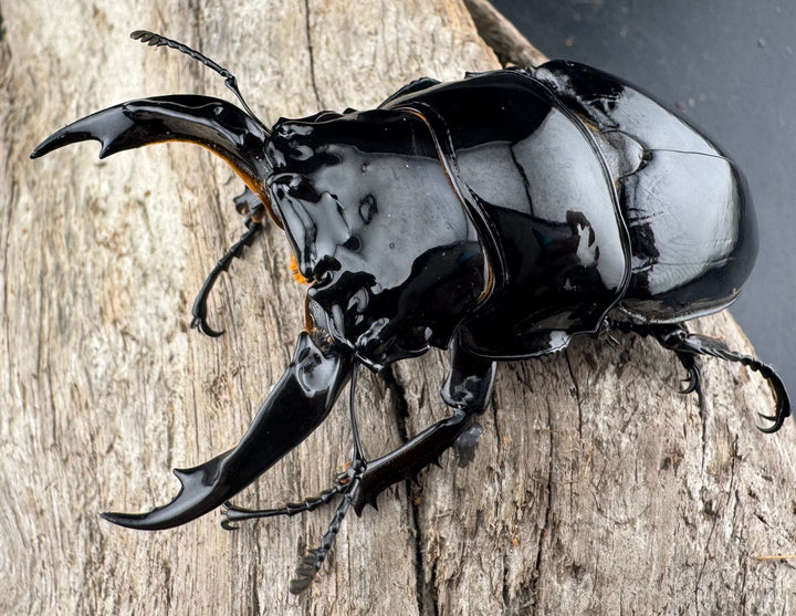 《レギウスオオツヤクワガタ 80mm ペア》