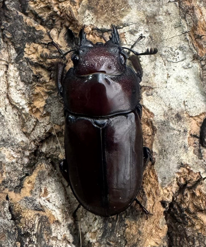 【WF3】《アスタコイデスノコギリ亜種ミズヌマイ 52mm ペア》