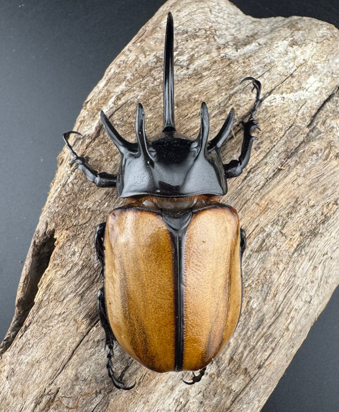 【WD】《ゴホンツノカブト原名亜種 ラオス産 78mm ペア》