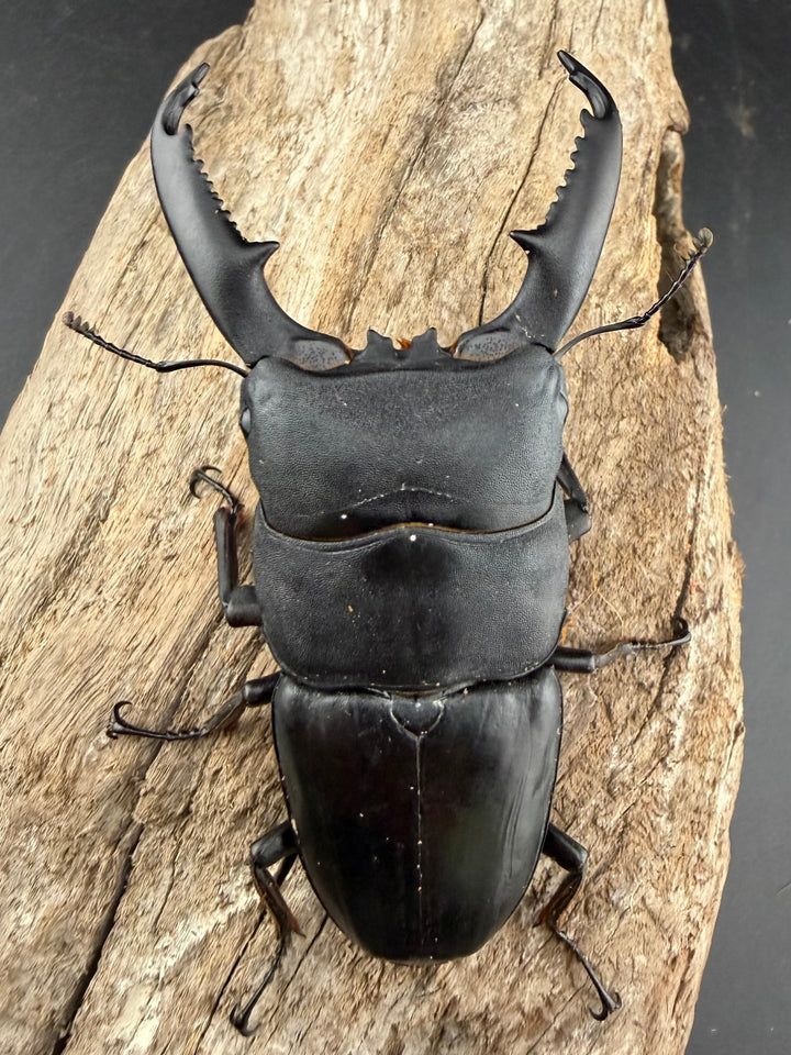 【WD】《ミンダナオヒラタ マラグサン産 91mm ペア》