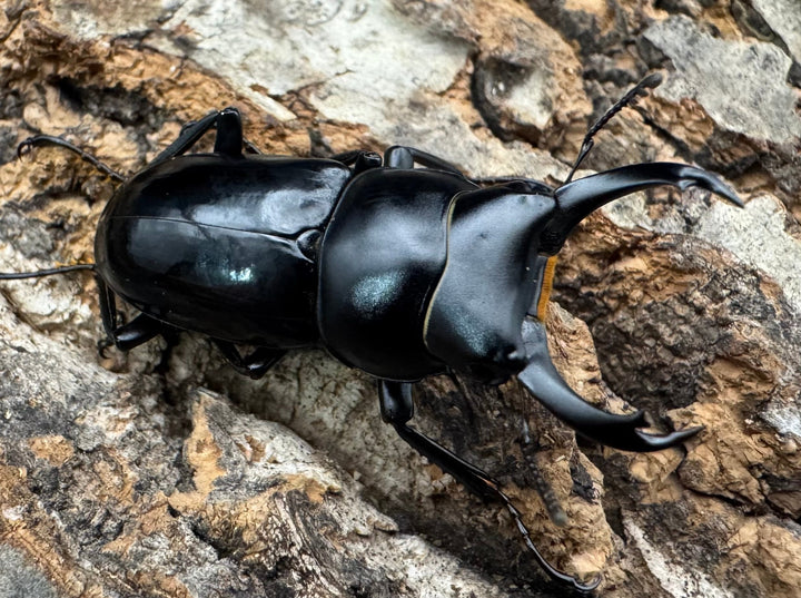 【WD】《セメノウコクワ 雅安産 35mm ペア》