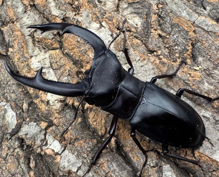 【WD】《マンディブラリスフタマタ 93.5mm ペア》