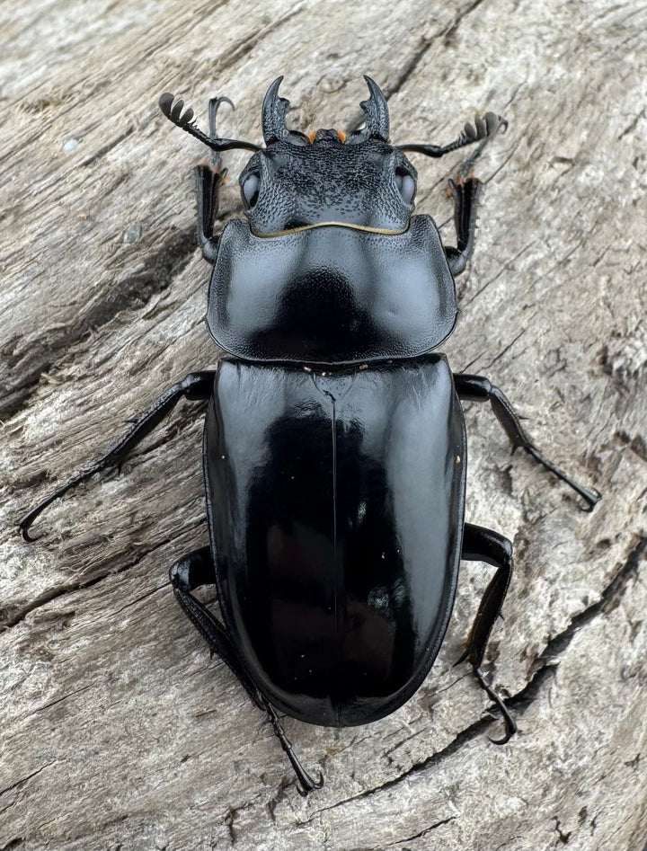 【WD】《コンフキウスノコギリ 安徽省産 66.5mm ♂♀♀トリオ》