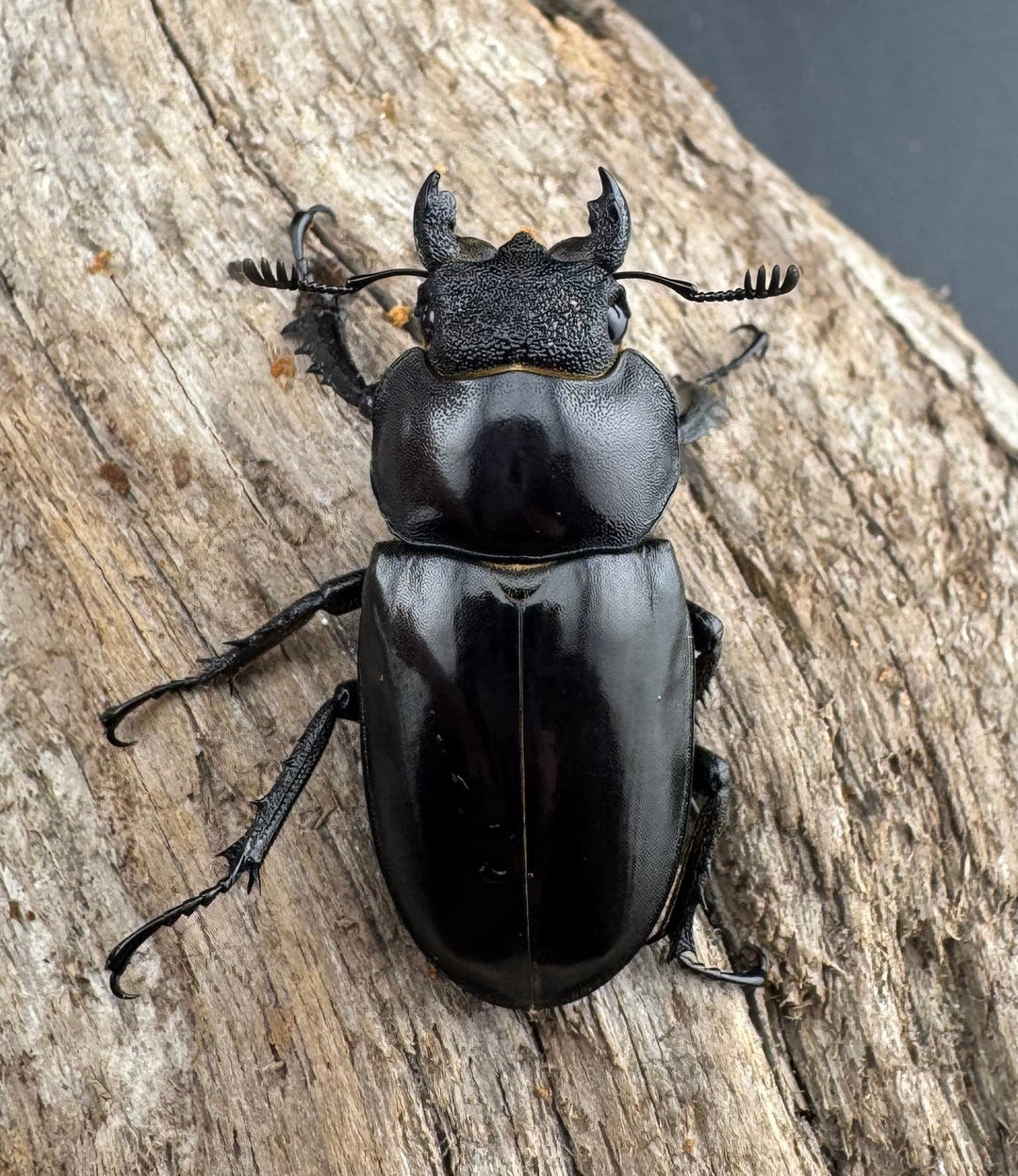 【WD】《プラネットミヤマクワガタ 80.5mm ペア》