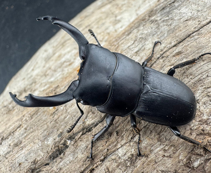 【WD】《ドルクスヒルティコルニス ssp. 41mm ペア》